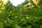 Weeds on the lawn, photographed with focus selection