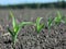 Weeds make their way through the earth near the corn in early spring