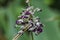 Weeds in nature, flowering purple.