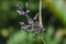 Weeds in nature, flowering purple.