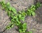 Weeds between paving stones