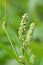 Weeds of Persicaria lapathifolia grow in the field