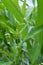 Weeds of Persicaria lapathifolia grow in the field