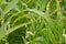 Weeds of Persicaria lapathifolia grow in the field