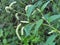 Weeds of Persicaria lapathifolia grow in the field