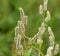 Weeds of Persicaria lapathifolia grow in the field