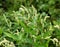 Weeds of Persicaria lapathifolia grow in the field