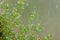 Weeds in a polycarbonate greenhouse during weeding of the beds. Woodlice grass. Weed control