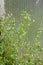 Weeds in a polycarbonate greenhouse during weeding of the beds. Woodlice grass. Weed control