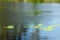 Weeds and reeds pond, lake or river