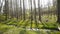 Weeds by the river,dense cedar dawn-redwood forest,woods,Jungle,shrubs,wetlands.