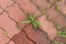 Weeds sprout on joints of brick paving