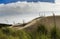 Weeds on the Te Paki Giant Sand Dunes