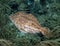 A Weedy Filefish Chaetodermis penicilligerus