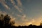 Weedy Plant Against the Sunset