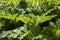 Weedy plant in Russia. Dangerous hogweed