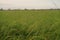 Weedy rice infestation to rice production field