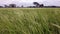 weedy rice infested in paddy field