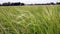 weedy rice infested in paddy field