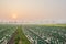 Weedy ridge of cabbage field at sunrise in spring