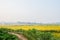 Weedy ridge of vegetable field before rapeseed flowers in misty spring morning