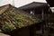 Weedy roof of ancient building in cloudy afternoon