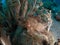 Weedy scorpionfish