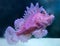 Weedy Scorpionfish