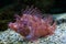 Weedy scorpionfish (Rhinopias frondosa).