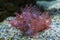 Weedy scorpionfish Rhinopias frondosa.