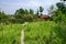 Weedy track before gate of countryside yard in sunny summer