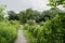 Weedy trail in cloudy summer morning