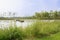 Weedy waterside of lake in sunny summer