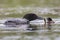 A week-old Common Loon chick is fed a fish by one of its parents