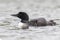 A week-old Common Loon chick pokes its head out from under its m