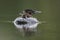 A week-old Common Loon chick stretches its legs and wings while