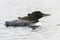 A week-old Common Loon chick stretching its foot while riding on