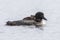 A week-old Common Loon chick stretching its wings while riding o