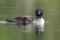 A week-old Common Loon chick swims next to its mother on a Canad