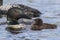 A week-old Common Loon chick touches bills with its parent - Ont