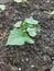 A week old cucumber plant is very fertile and healthy