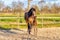 A week old dark brown foal stands outside in the sun with her mother. mare with red halter. Warmblood, KWPN dressage