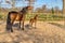 A week old dark brown foal stands outside in the sun with her mother. mare with red halter. Warmblood, KWPN dressage