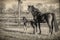 A week old dark brown foal stands outside in the sun with her mother. mare with red halter. Warmblood, KWPN dressage