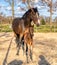 A week old dark brown foal stands outside in the sun with her mother. mare with red halter. Warmblood, KWPN dressage