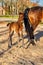 A week old dark brown foal stands outside in the sun with her mother. mare with red halter. Warmblood, KWPN dressage