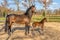 A week old dark brown foal stands outside in the sun with her mother. mare with red halter. Warmblood, KWPN dressage