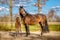 A week old dark brown foal stands outside in the sun with her mother. mare with red halter. Warmblood, KWPN dressage horse. animal