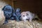 Week old newborn terrier puppies browsing around the doghouse