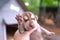 Week old newborn terrier puppies browsing around the doghouse